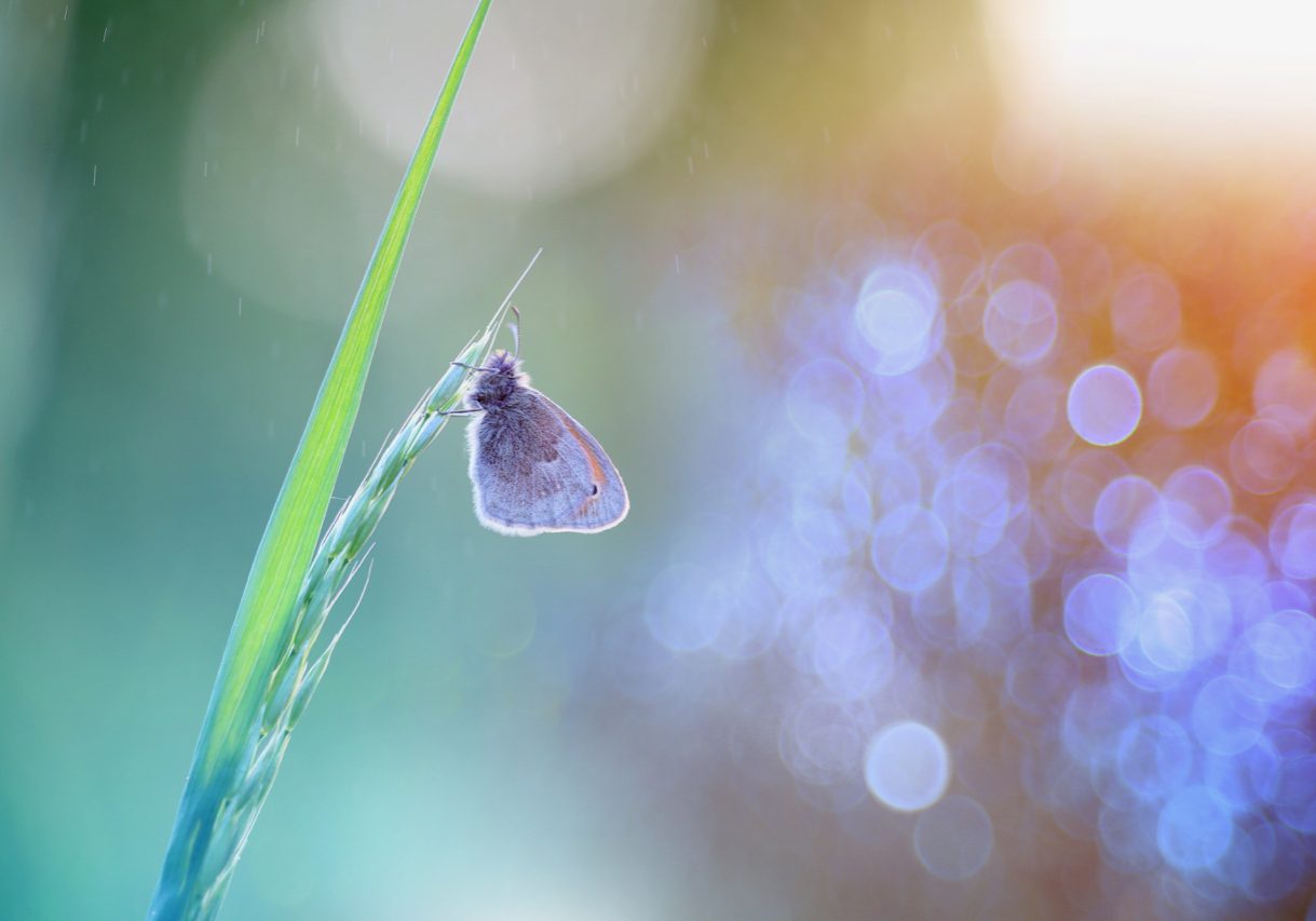 Live Your Purpose_Butterfly_Original_Website Live Your Purpose_Butterfly_Original_Website