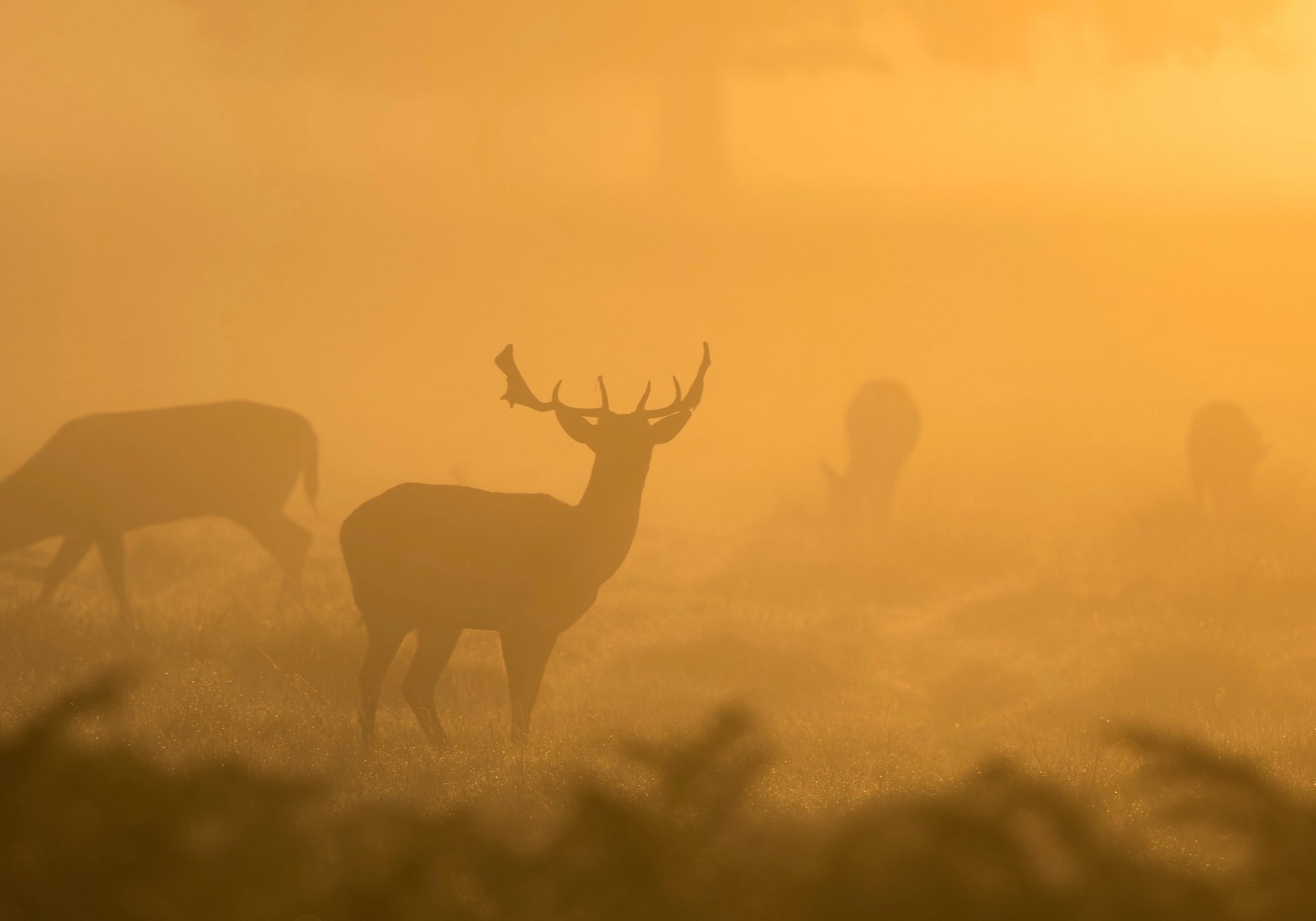 stags-in-the-mist_16x9 stags-in-the-mist_16x9